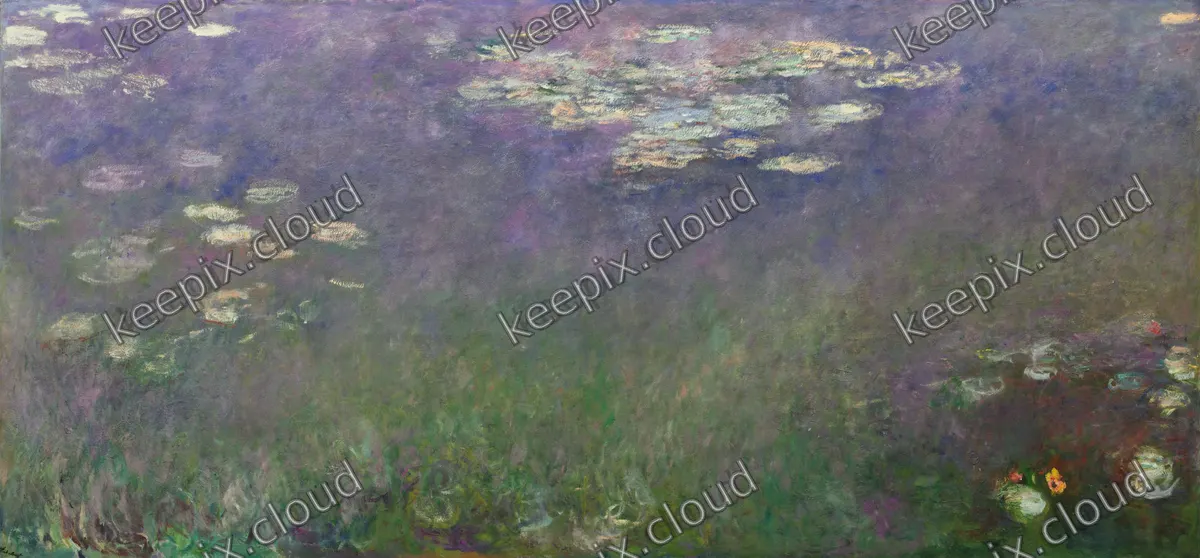 Water Lilies (Agapanthus)