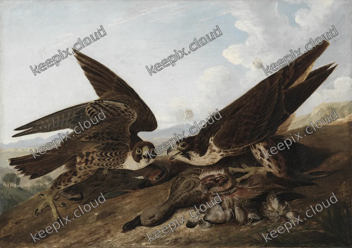 Peregrine Falcons (Duck Hawks)